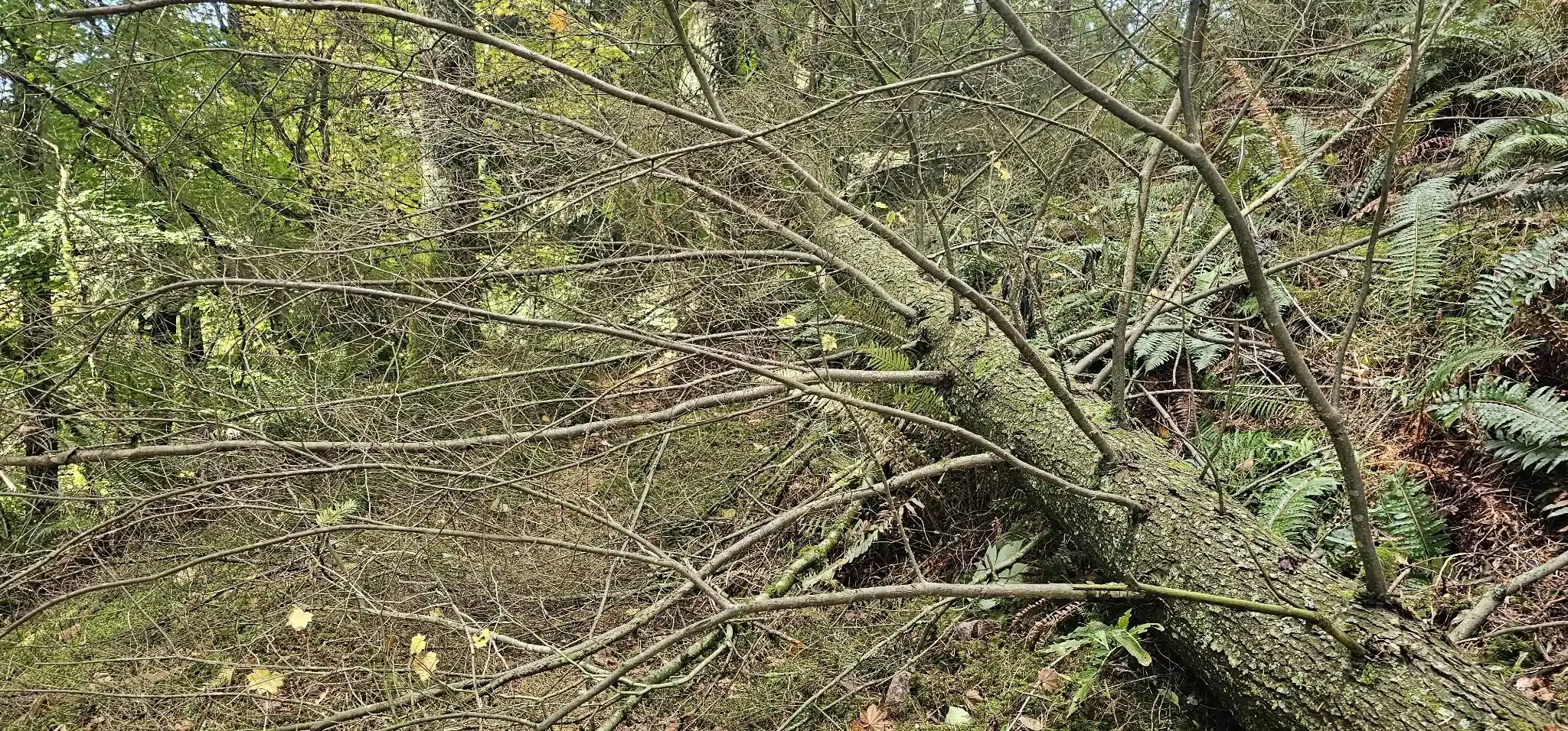 Dense fallen trees and branches blocking the overgrown trail between Abby Grind and Taggart Peak