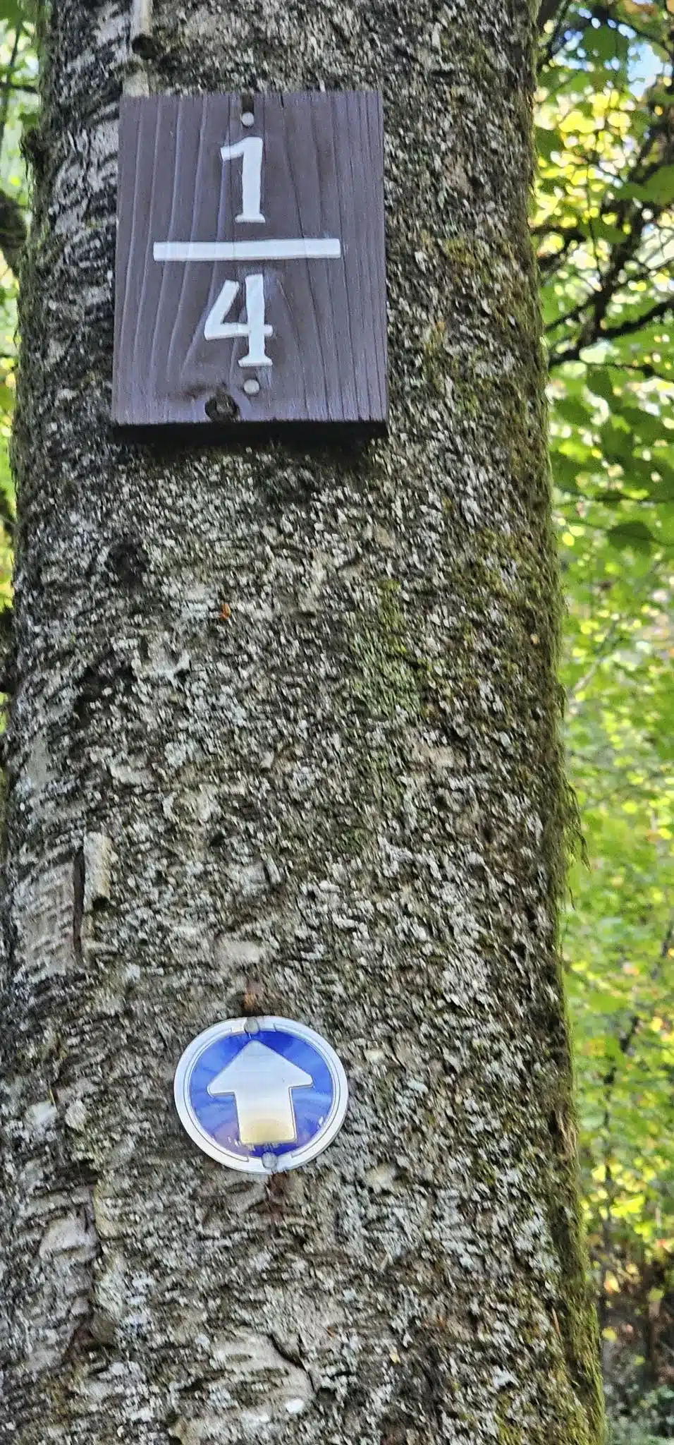 One-quarter progress marker and blue trail marker near the beginning of the Super Sumas Grind