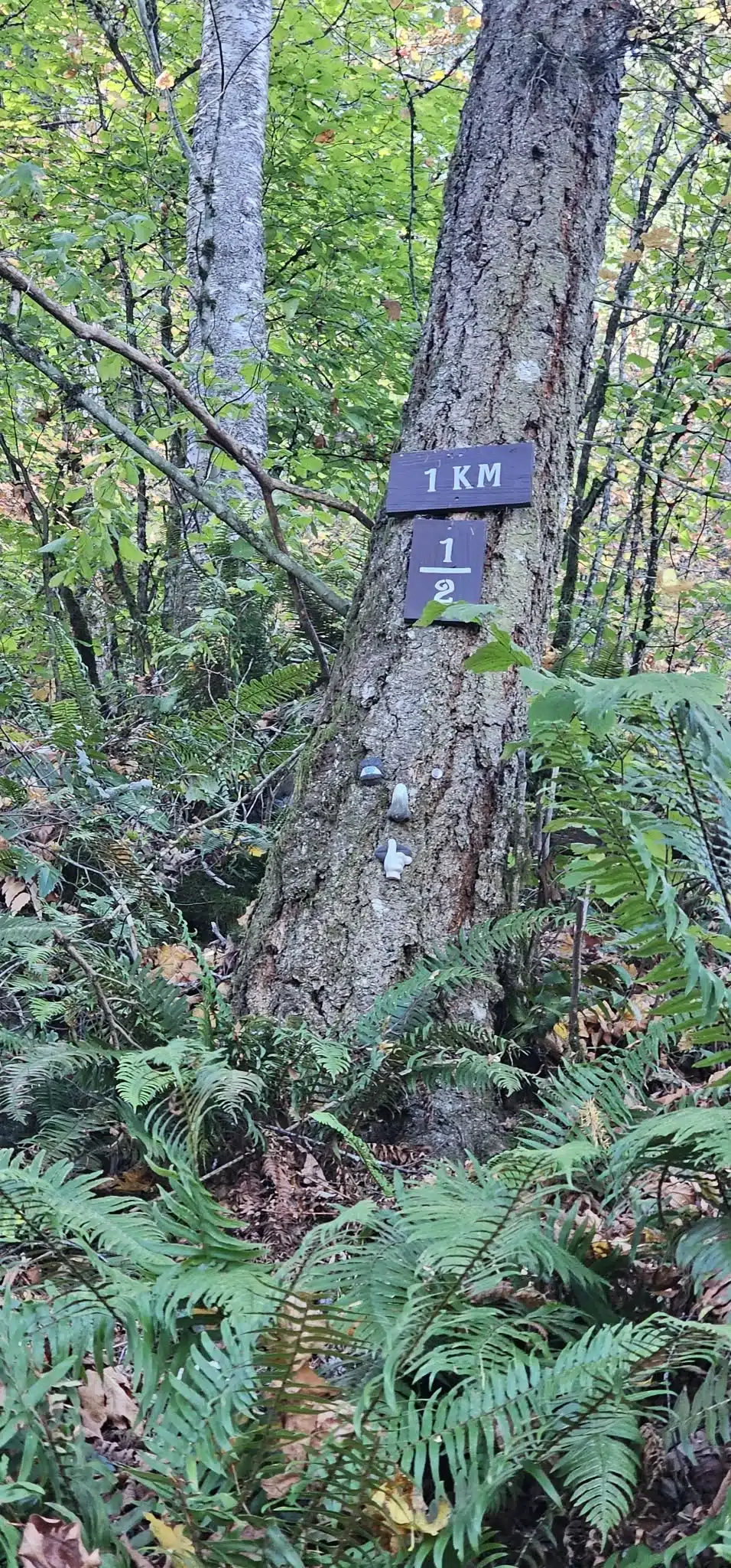 One-kilometre marker on the steep Super Sumas Grind trail in Abbotsford