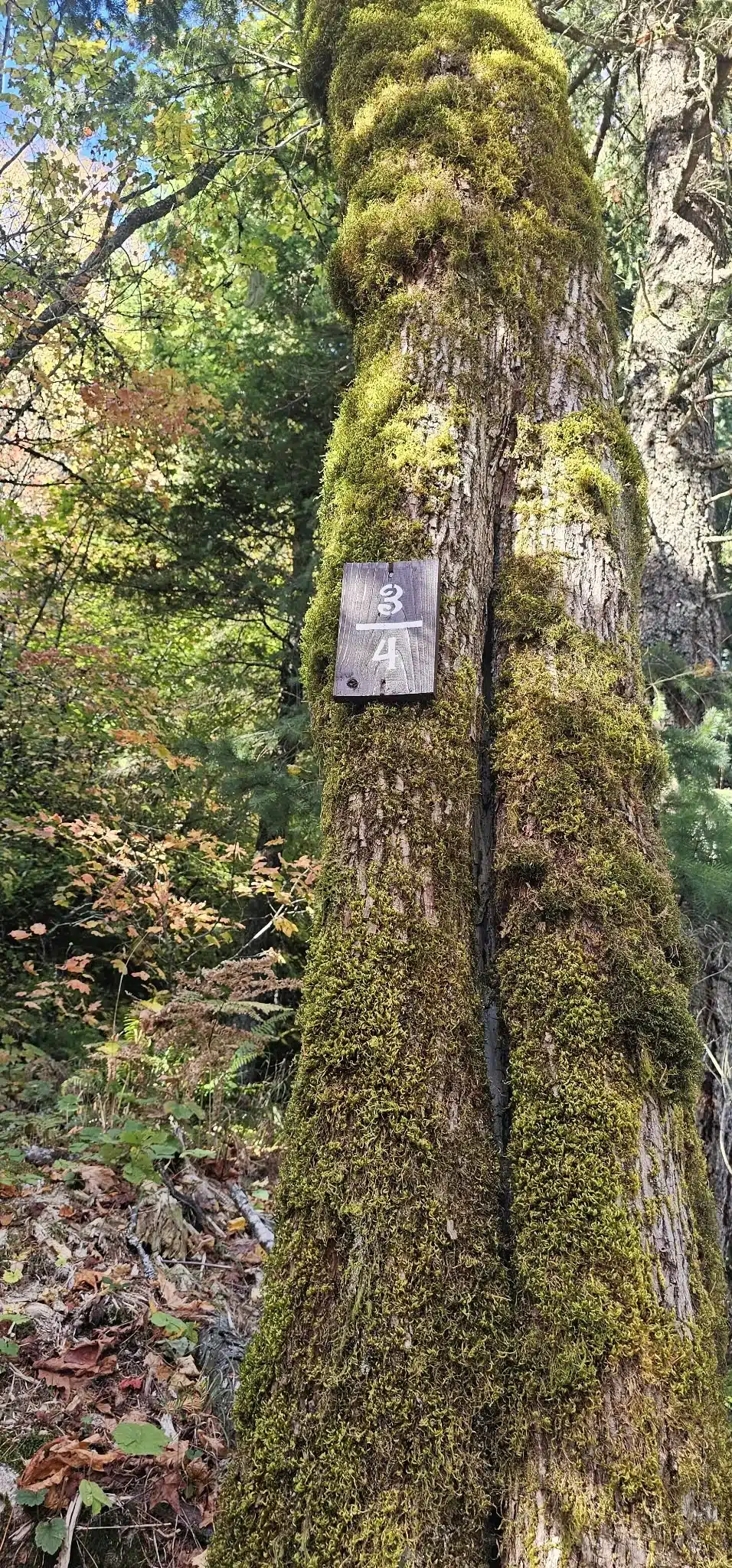 Three-quarter progress marker on the Super Sumas Grind trail