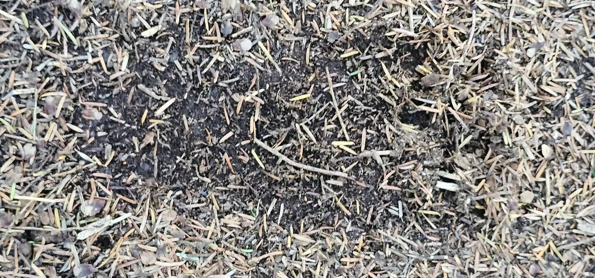Possible black bear paw print in soil and forest needles between Sumas Mountain summit and Baker Rock