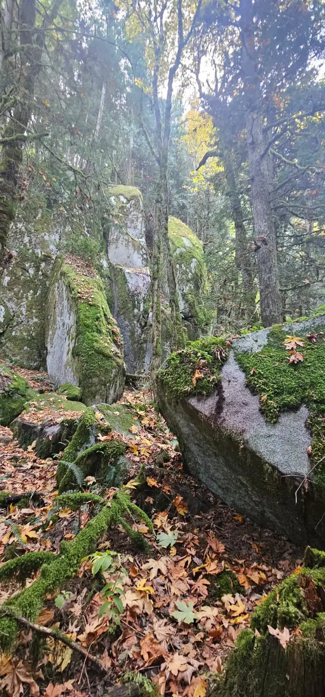 Large moss-covered boulders and trees in the Stone Garden on the Serpent’s Back hiking trail