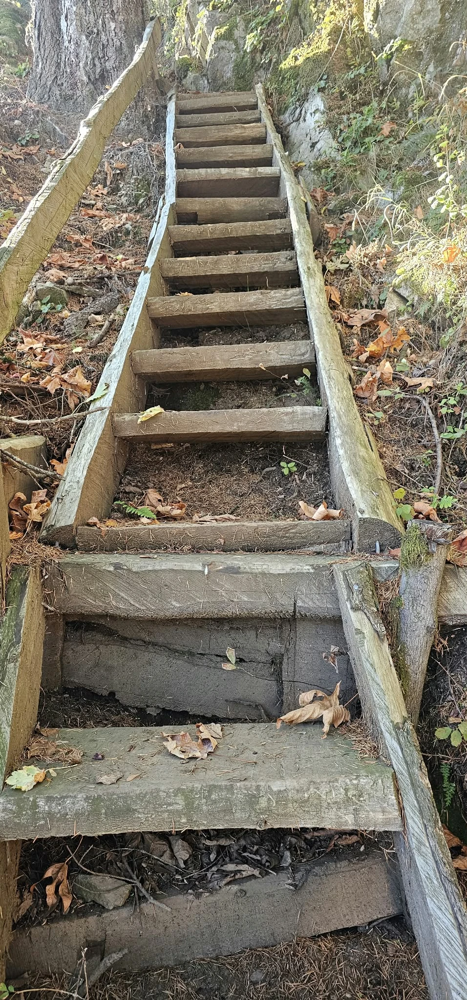 Fixed wooden ladder on the Super Sumas Grind route up Sumas Mountain